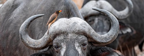 Cape buffalo (Syncerus caffer caffer) with yellowbill oxpecker (Buphagus africanus), Kruger