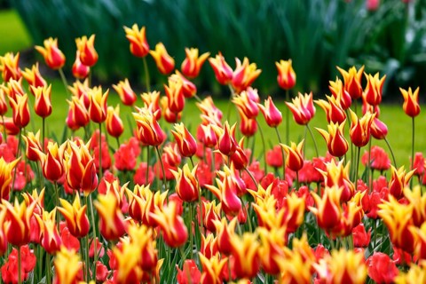 Bicoloured tulips (Tulipa), colourful tulip bed, red and yellow, Keukenhof gardens, Lisse,