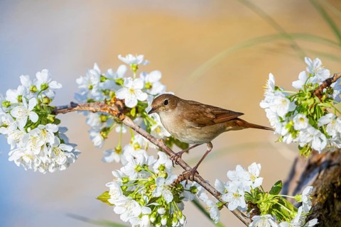 Nightingale (Luscinia megarhynchos) Germany