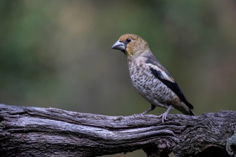 Hawfinch (Coccothraustes coccothrauste, juvenile, Emsland, Lower Saxony, Germany, Europe