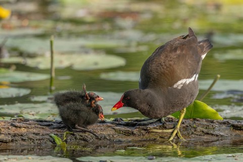 A common moorhen (Gallinula chloropus) provides food for its two-week-old young owl. Bas rhin,
