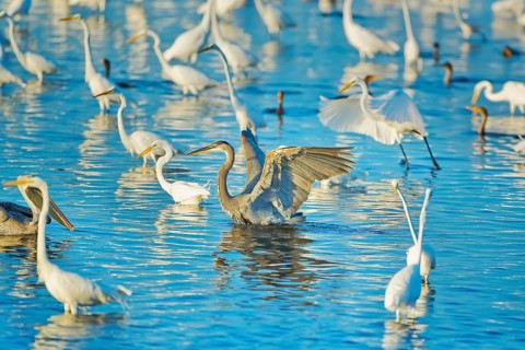 Great egrets (Casmerodius albus) and great blue herons (Ardea herodias) looking for fish in a pond,