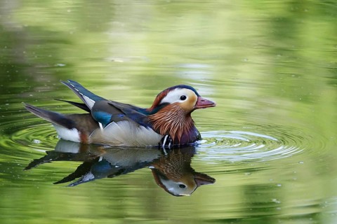 Mandarin duck on a lake, June, Germany, Europe