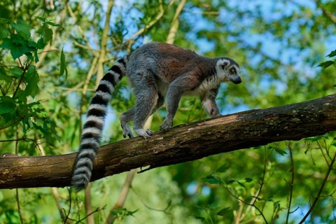 A catta (Lemur catta) walking on a branch in a natural environment, France, Europe