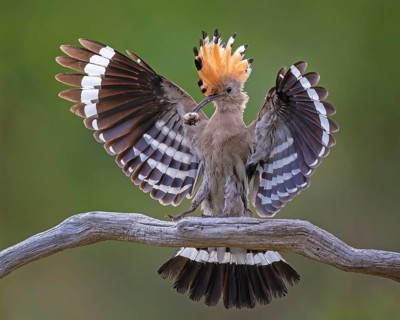 Hoopoe (Upupa epops) Bird of the Year 2022, male with food for his female, bridal gift, mating,