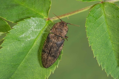 Agrypnus murinus beetle (Adelocera murina) sitting on a green leaf in a natural environment,