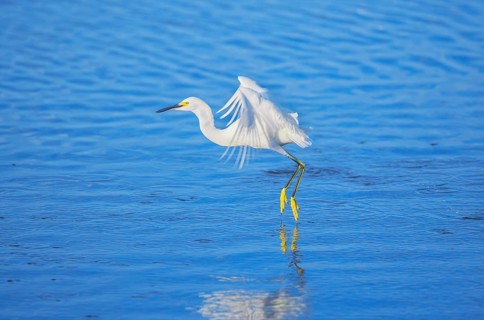 Snowy Egret (Egretta thula) starting flight, Sanibel Island, J.N. Ding Darling National Wildlife
