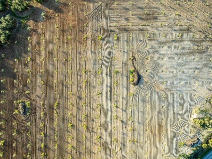 Fields of olive trees, trees planted in rows, aerial view, near village Cabra, Andalusia, Spain,