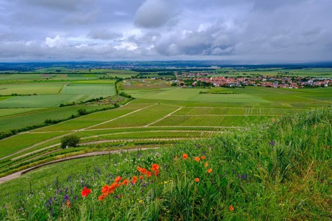Terroir f, viewpoint in the vineyards on the Schwanberg near Rödelsee, Steigerwald nature park