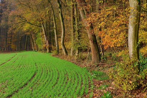 Green field, next to autumn coloured trees in the forest, Hornbach, Walldürn, Odenwald,