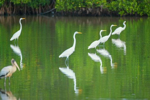 Great white egrets (Ardea alba) looking for food in a pond, Sanibel Island, J.N. Ding Darling