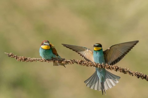 European bee-eater (Merops apiaster) on a branch during the breeding season in spring. Jechtingen,