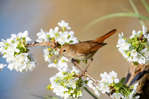 Nightingale (Luscinia megarhynchos) Germany