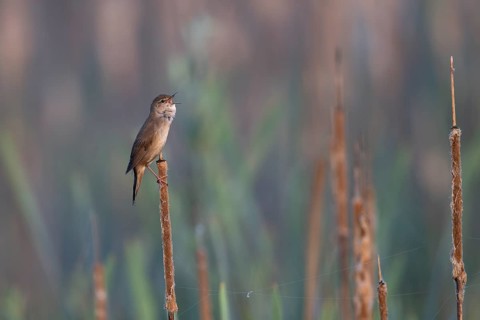 Reed warbler (Locustella luscinioides), Wittlich, RLP, Germany, Europe