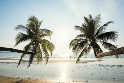 Sandy beach beach with coconut palms, Khlong Chao Beach, sunset, Koh Kood, Koh Kut, Gulf of
