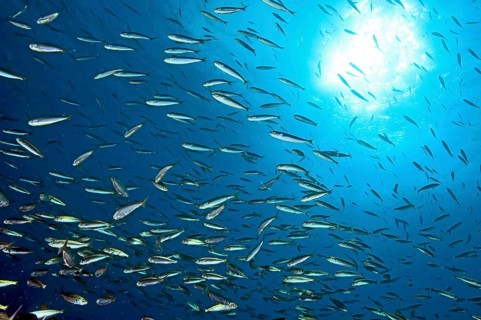 Close-up of school of sardines (Sardinops sagax), East Atlantic, Fuerteventura, Canary Islands,