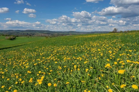 Dandelion meadow (Taraxacum), cloudy sky, Franconia, Bavaria, Germany, Europe