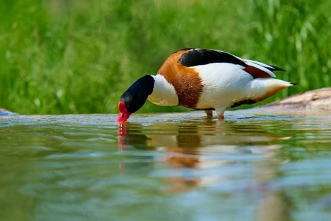 Shelduck (Tadorna tadorna), bending over the water and drinking, France, Europe