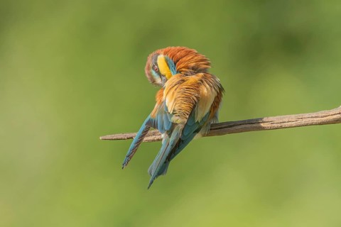 European bee-eater (Merops apiaster) on a branch during the breeding season in spring. Jechtingen,