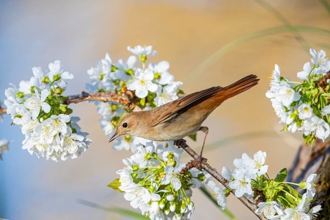 Nightingale (Luscinia megarhynchos) Germany