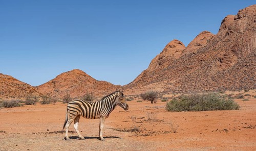 Zebra in the desert near Spitzkoppe, Namibia, Africa