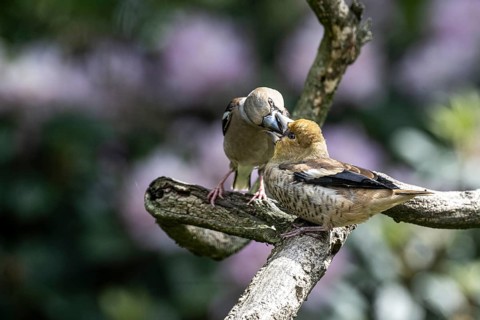 Hawfinch (Coccothraustes coccothraustes), feeding juveniles, Emsland, Lower Saxony, Germany, Europe