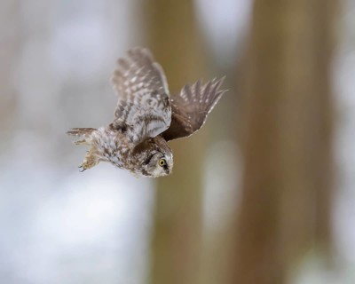 Great horned owl (Aegolius funereus), in flight in a snowy landscape, biosphere reserve, Swabian
