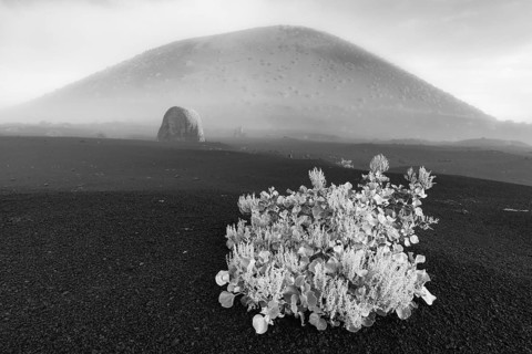 Canary Island dock (Rumex lunaria) and lava bomb in front of the Caldera Colorada, Parque Natural