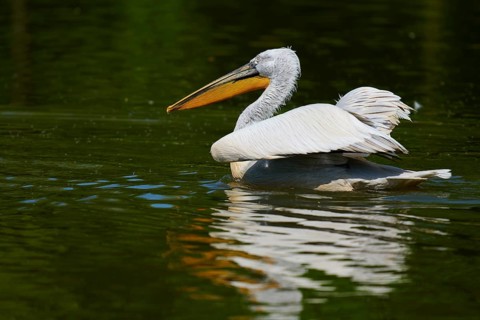 Dalmatian pelican (Pelecanus crispus), swimming on a calm lake surrounded by green nature, France,