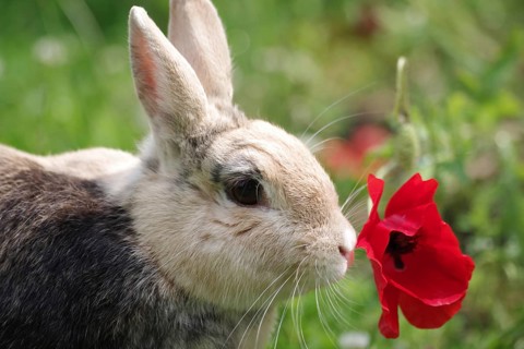 Rabbit (Oryctolagus cuniculus), Poppy flower, Portrait, A rabbit sniffing a red poppy flower