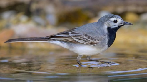 White wagtail (Motacilla alba), male bathing, biosphere reserve, Swabian Alb, Baden-Württemberg,