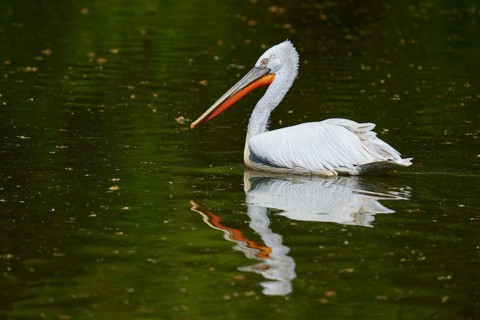 Dalmatian pelican (Pelecanus crispus), gliding over a peaceful pond, reflecting the surroundings in