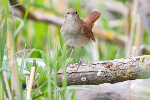 Nightingale (Luscinia megarhynchos) Germany
