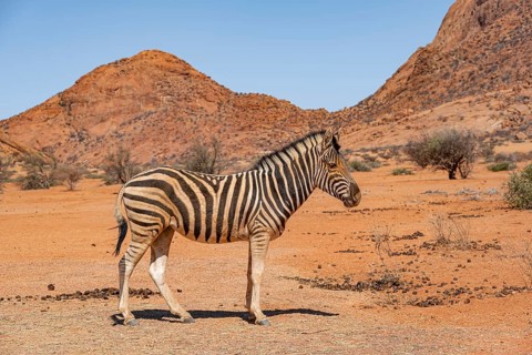 Zebra in the desert near Spitzkoppe, Namibia, Africa