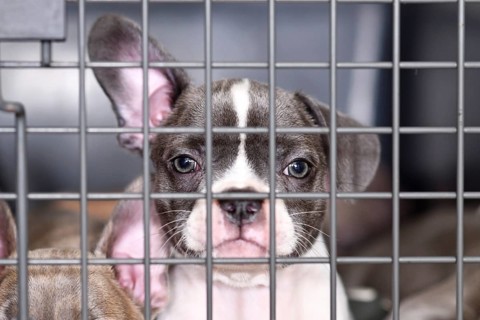 Pied French Bulldog dog puppy in cage behind bars