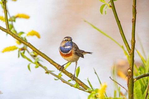 Bluethroat (Luscinia svecica cyanecula) ml Germany