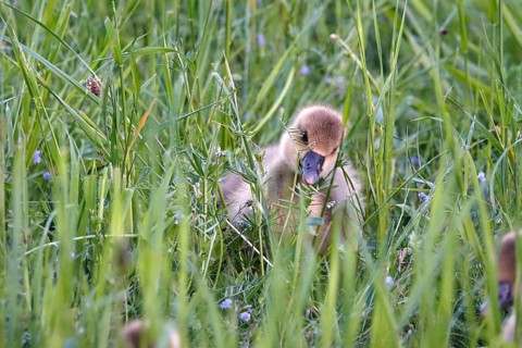 Greylag goose, chick, May, Germany, Europe