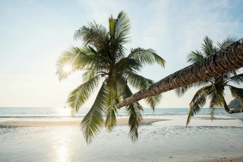 Sandy beach beach with coconut palms, Khlong Chao Beach, sunset, Koh Kood, Koh Kut, Gulf of