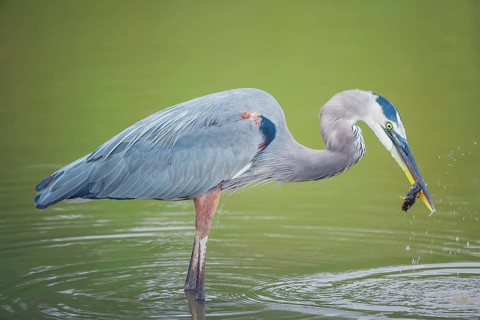 Great blue heron (Ardea herodias) catching fish, Sanibel Island, J.N. Ding Darling National