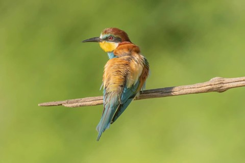 European bee-eater (Merops apiaster) on a branch during the breeding season in spring. Jechtingen,