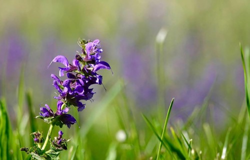 Meadow sage (Salvia pratensis), May, Baden-Württemberg, Germany, Europe