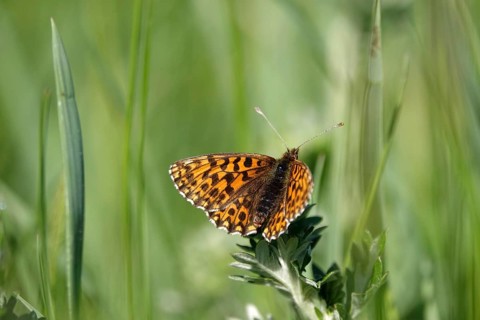 Pearl-bordered moth in a meadow in spring, Germany, Europe
