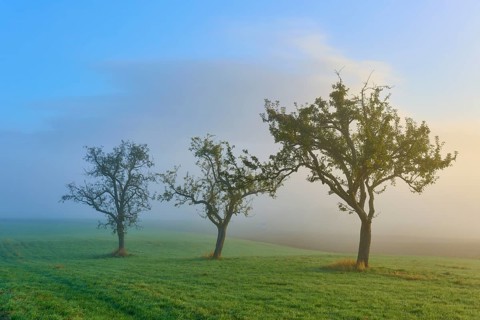 Three fruit trees standing in a row in a misty morning landscape, Mönchberg, Miltenberg, Spessart,