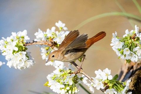 Nightingale (Luscinia megarhynchos) Germany
