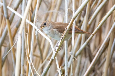 Nightingale (Luscinia megarhynchos) Germany