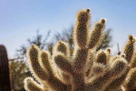 Closeup of a teddy bear cholla (Cylindropuntia bigelovii) cactus at the White Tank Mountain