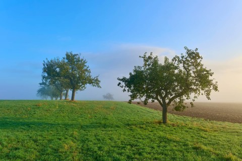 Trees on a slightly misty meadow with a clear morning sky, Mönchberg, Miltenberg, Spessart,