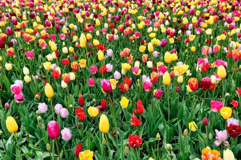 Different coloured tulips (Tulipa), colourful tulip bed, Keukenhof gardens, Lisse, Bollenstreek,