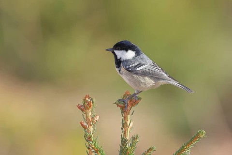 Fir tit (Parus ater), sitting on the top of a young spruce, European spruce (Picea abies),