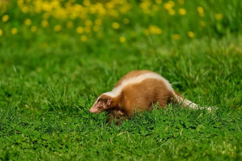A skunk (Mephitis mephitis), standing on a green meadow, in the background yellow flowers, France,